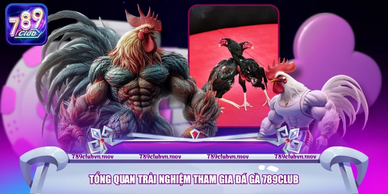 Tổng quan trải nghiệm tham gia đá gà 789CLUB